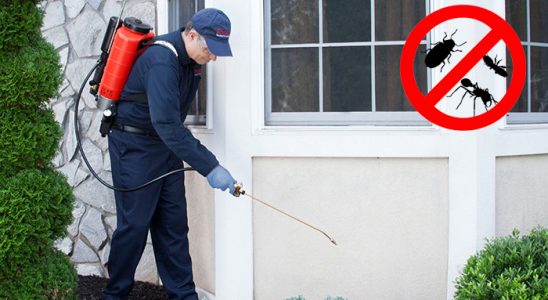 Küre Tahtakurusu İlaçlama böcek ilaçlama ve haşere kontrolü — ilaclama-tr.com